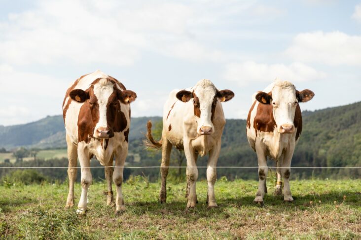 CANTAL-ENTREPRENDRE-ACTUALITE-AGRICULTURE